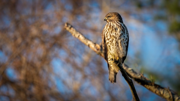 Red Shouldered Hawk