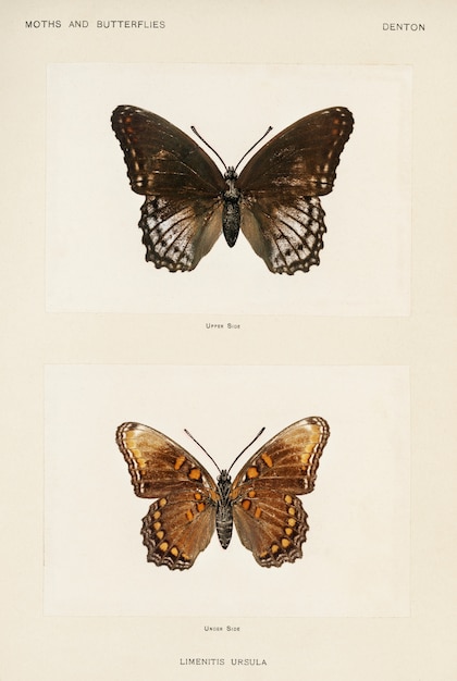 Free Photo red-spotted purple (limenitis ursula) from moths and butterflies of the united states 