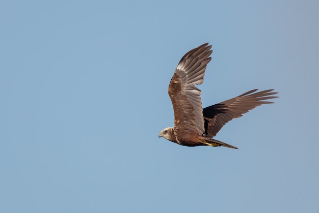 Free Photo red-tailed hawk flying under a clear blue sky