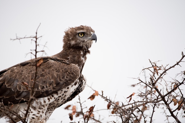 Free Photo red-tailed hawk perched on a tree branch