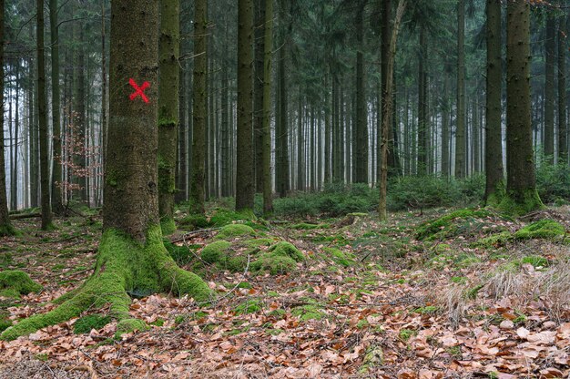 Red target on a single tree in the forest