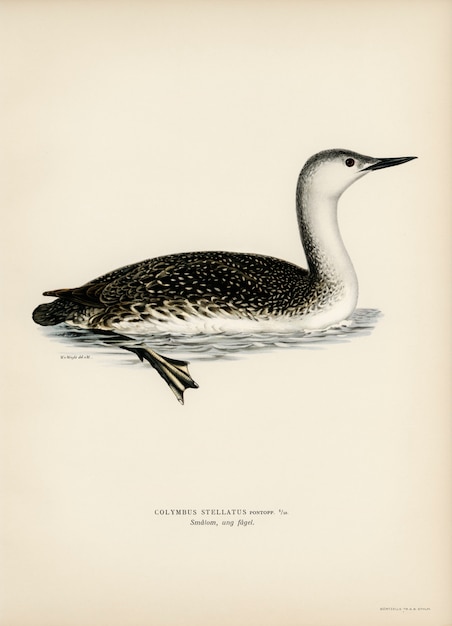 Free Photo red-thoated loon (colymbus stellatus) illustrated by the von wright brothers.