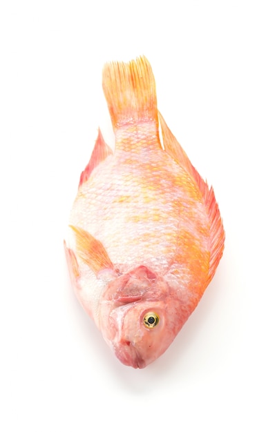 Free photo red tilapia