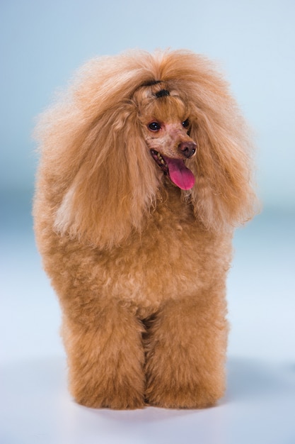 Free photo red toy poodle puppy