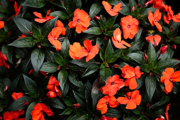 Free photo red tropical flowers and leaves background