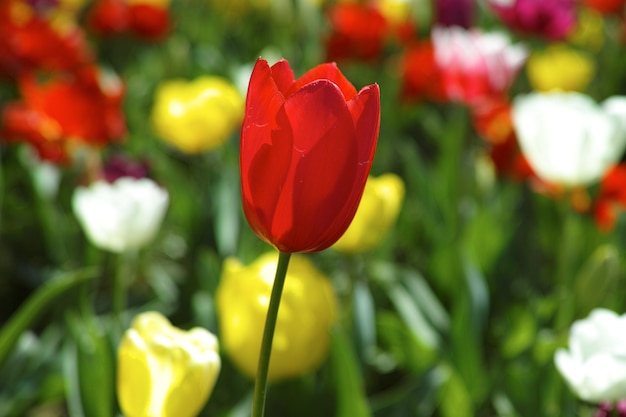 Free photo red tulip close-up