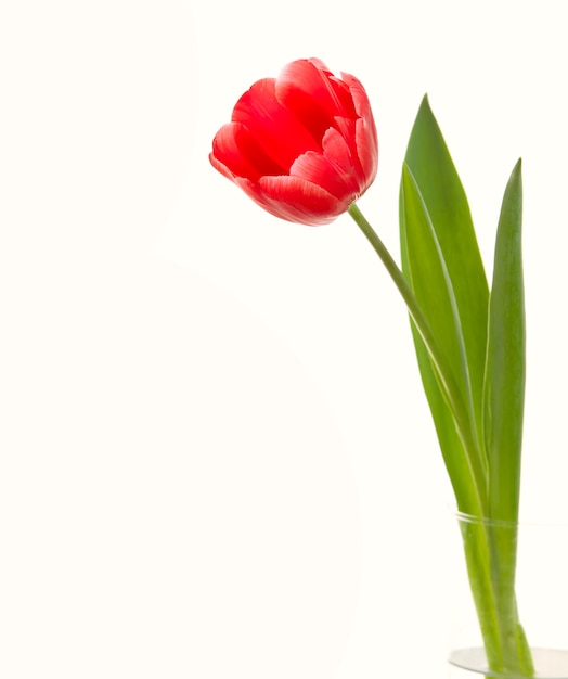 Free photo red tulip closeup.