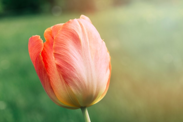 Free Photo red tulip flower blooming in filed