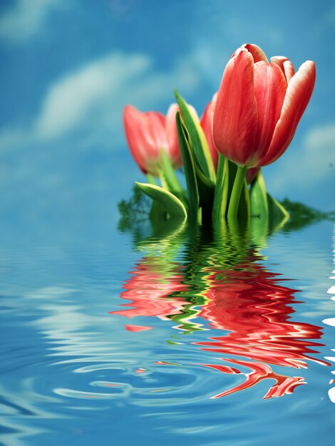 Red tulips reflected in water