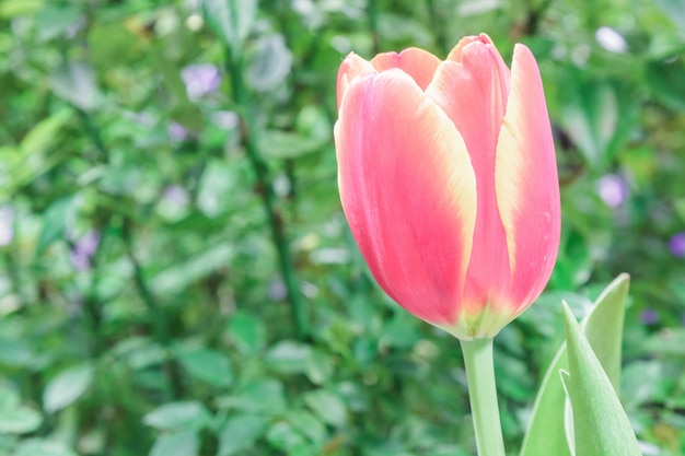 Red Tulips