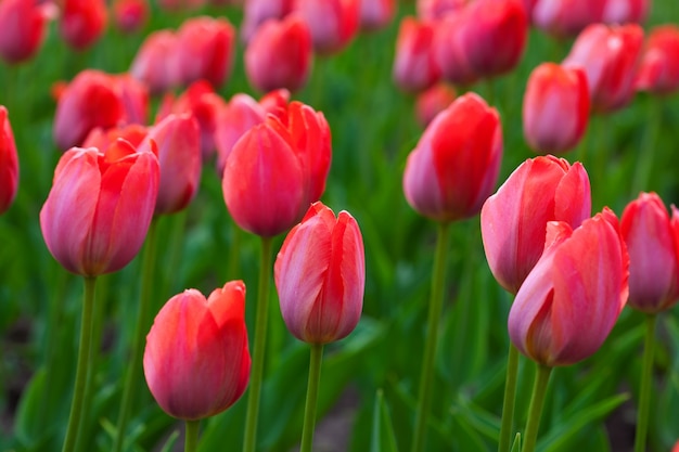 Free photo red tulips