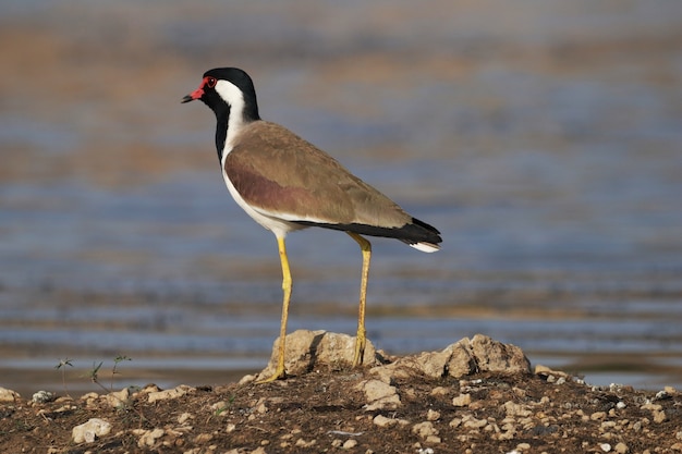 Free photo red-wattled lapwing on the land surrounded by the lake