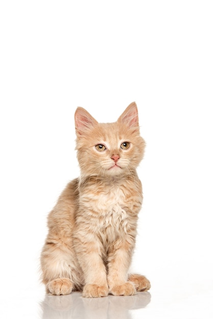 red or white cat on white studio background