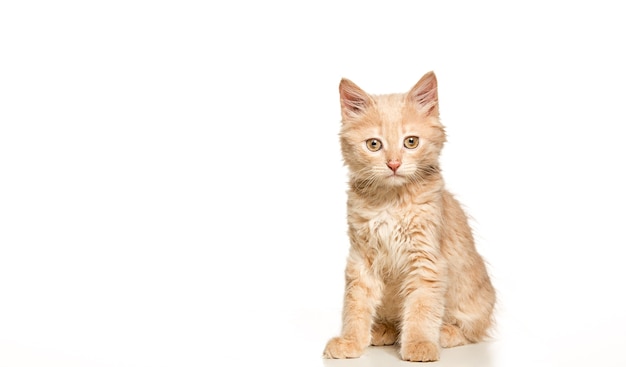 Free photo red or white cat on white studio background