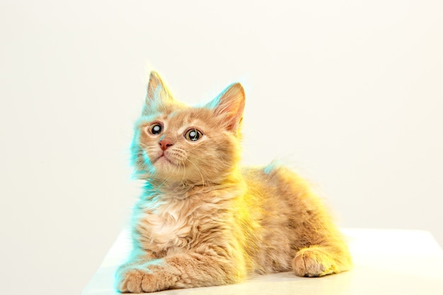 red or white cat on white studio background