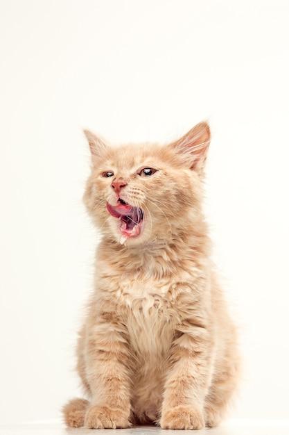 Free photo red or white cat on white studio background