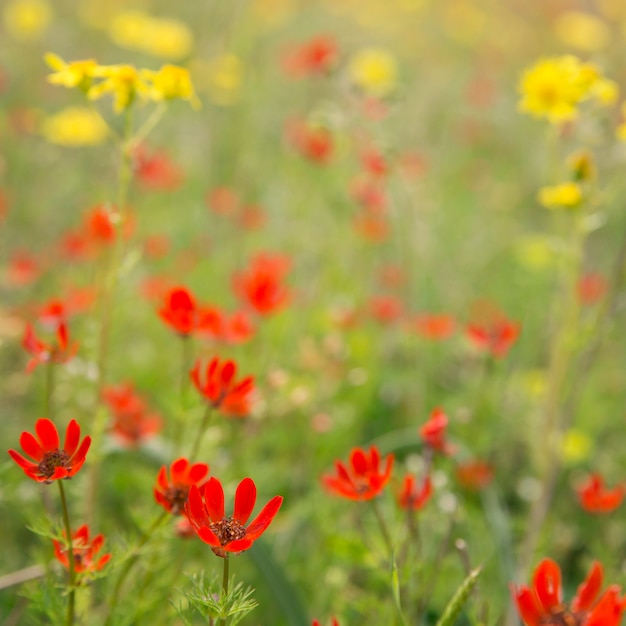 Red wildflowers