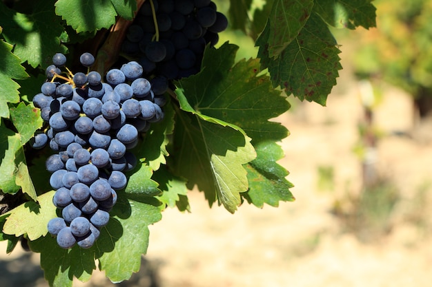 Free photo red wine grapes