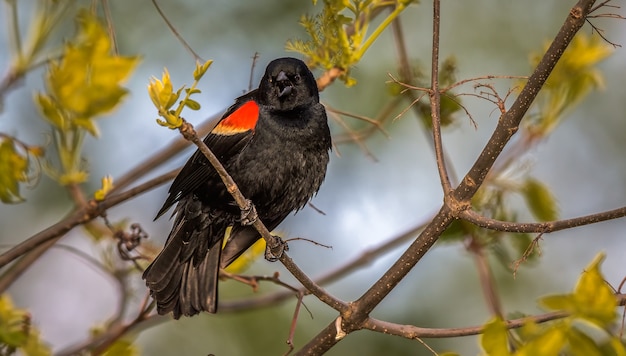 Free photo red winged blackbird