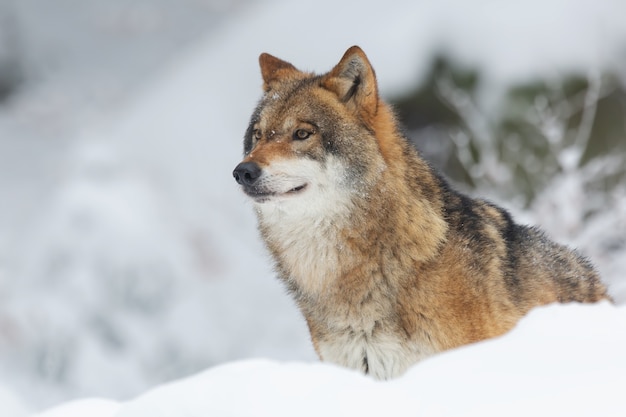 Red wolf in a forest covered in the snow and trees