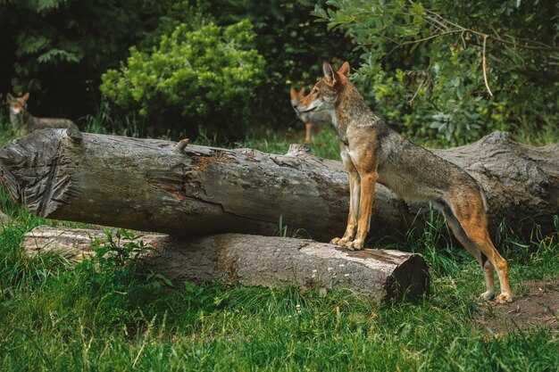 Red wolf with pack