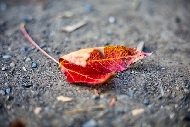 Free photo red and yellow leaf