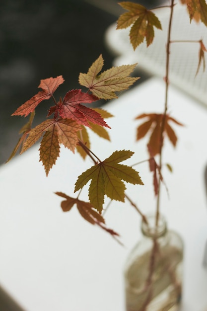 Free photo red and yellow maple leaves in a vase