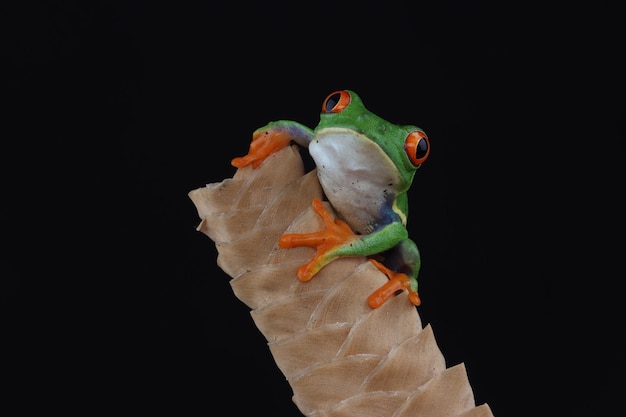 Redeyed tree frog on branch on black