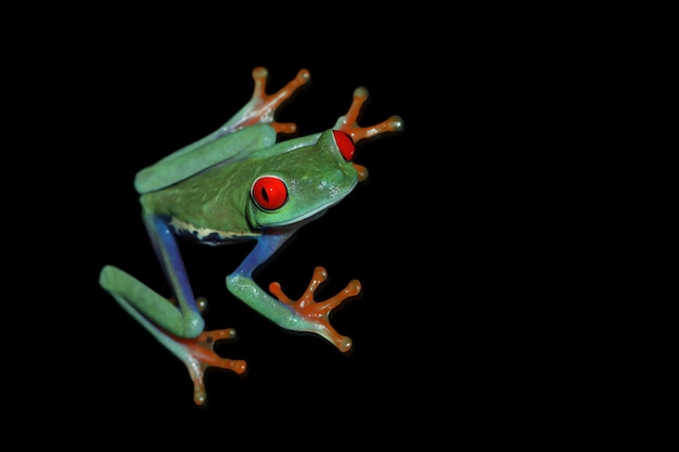 Free photo redeyed tree frog closeup on black bacground