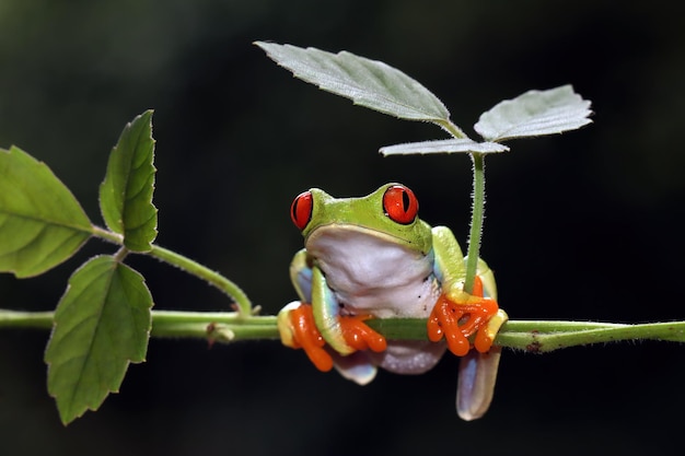 Free photo redeyed tree frog closeup on green leaves redeyed tree frog agalychnis callidryas closeup on branch