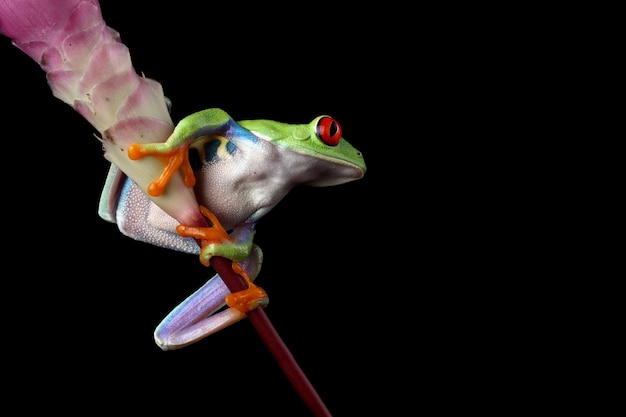 Redeyed tree frog closeup on green leaves Redeyed tree frog Agalychnis callidryas closeup on branch