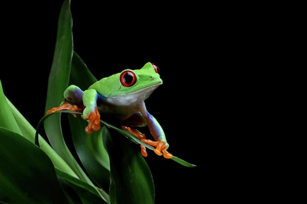 Redeyed tree frog closeup on green leaves Redeyed tree frog Agalychnis callidryas closeup on branch