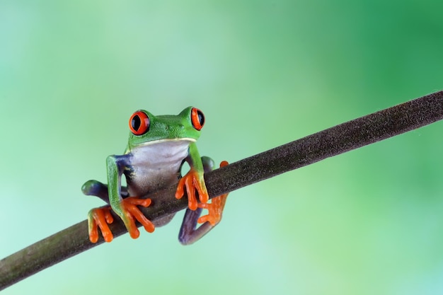 Free photo redeyed tree frog closeup on green leaves redeyed tree frog agalychnis callidryas closeup on branch