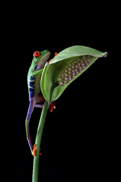 Free photo redeyed tree frog closeup on green leaves redeyed tree frog agalychnis callidryas closeup on branch