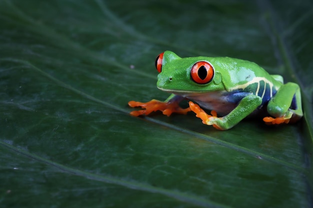 Redeyed tree frog closeup on green leaves Redeyed tree frog Agalychnis callidryas closeup on leaves