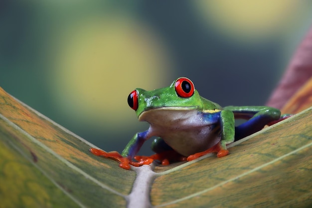 Redeyed tree frog closeup on green leaves Redeyed tree frog Agalychnis callidryas closeup on leaves