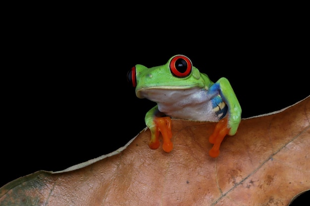 Redeyed tree frog closeup on green leaves Redeyed tree frog Agalychnis callidryas closeup on leaves