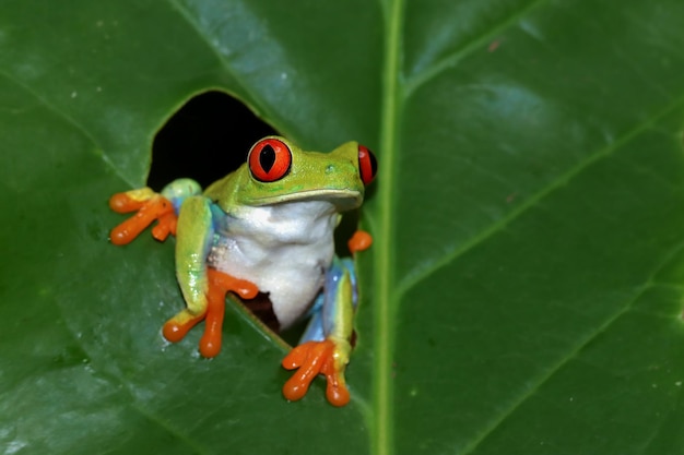 Free photo redeyed tree frog closeup on green leaves