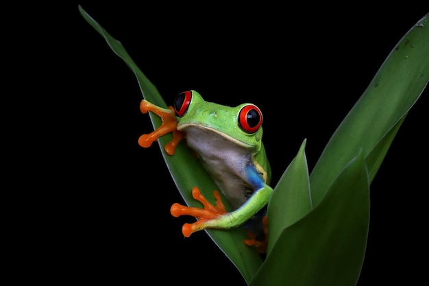 Redeyed tree frog closeup on leaves Redeyed tree frog Agalychnis callidryas closeup on branch