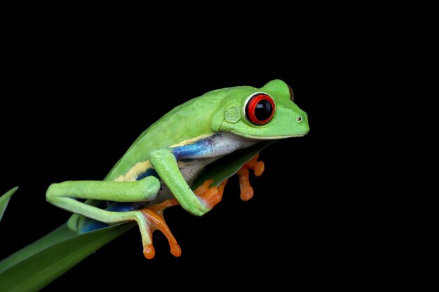 Redeyed tree frog closeup on leaves Redeyed tree frog Agalychnis callidryas closeup on branch