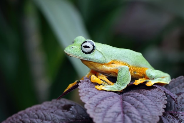 Redeyed tree frog closeup on leaves Redeyed tree frog Agalychnis callidryas closeup on flower