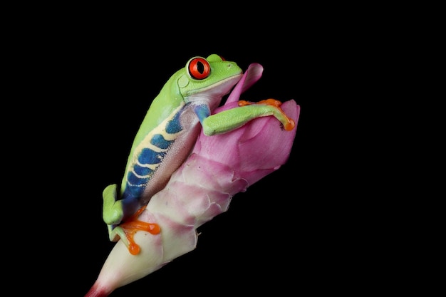 Redeyed tree frog closeup on leaves Redeyed tree frog Agalychnis callidryas closeup on flower