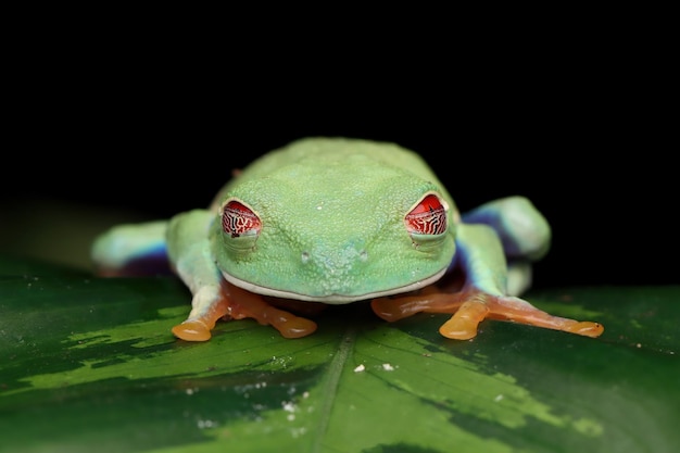 Free Photo redeyed tree frog closeup on leaves redeyed tree frog agalychnis callidryas sleeping on branch