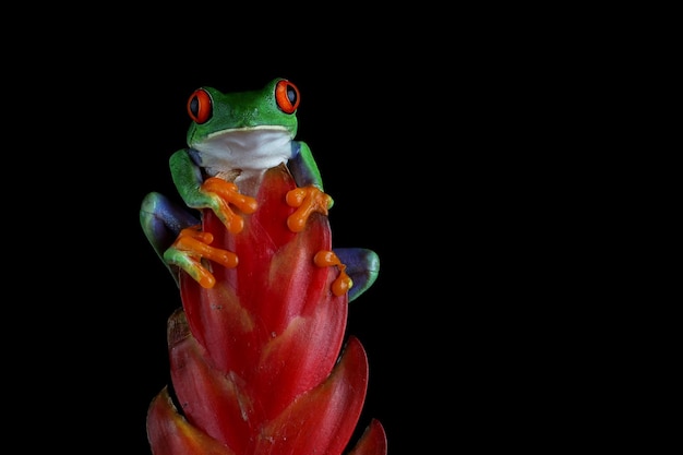 Redeyed tree frog closeup on red flower