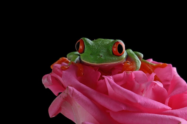 Free Photo redeyed tree frog closeup on rose flower