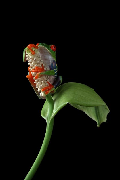 Redeyed tree frog on green leaves on black