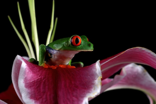 Redeyed tree frog on Lily flower on black