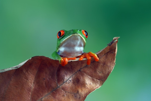 Redeyed tree frog sitting on dry leaves Redeyed tree frog Agalychnis callidryas closeup on branch