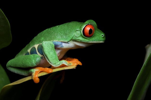 Redeyed tree frog sitting on green leaves with black background