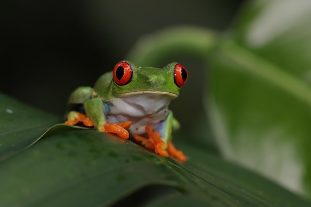 Redeyed tree frog sitting on green leaves